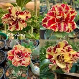 Grupo de rifas de Rosa 🌹🌺🌸 E venda da minhas Rosas