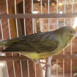 🦜 Canaril show 🦜canario conforme o vídeo é foto