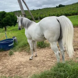 SORTEIO DO CAVALO 🐴