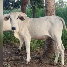 RIFA DE 3 GARROTAS