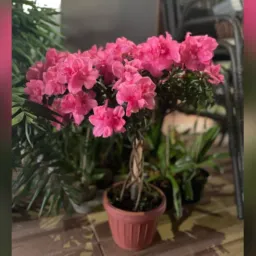 Flores cachoeira da serra