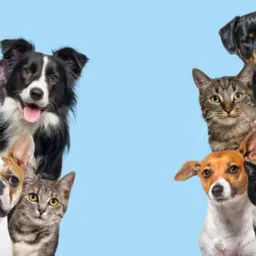 🐶DOAÇÕES 🐱 E VENDAS DE ANIMAIS SÃO MIGUEL