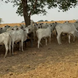 Compra e venda de gado 🐃🐂🙏