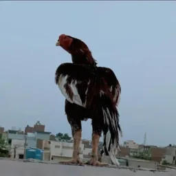 Asel murgia layyah club 🐓