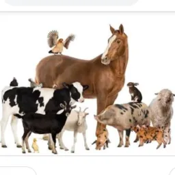 🐎TROCA DE ANIMAIS