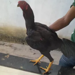RIFA DOIS PRÊMIOS UM FRANGO E UM REBOLO