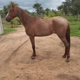 Rifa de um Cavalo com Registro