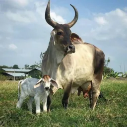 01 Grupo agronegócios🐄🐖🐑🐎🐕