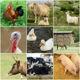 Brick de bichos tchê🐔🦆🐮🐷