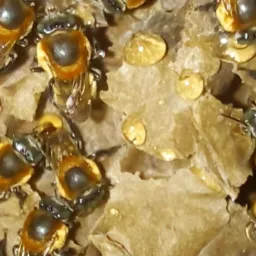 ABELHAS NATIVAS BRASILEIRAS