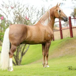 VENDAS DE BOTUCATU SP 🐎