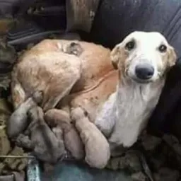 Somente doações de animais 2