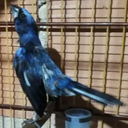 Amantes das aves 🦜