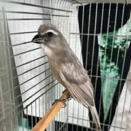 TRINCA FERRO MANSSARRÃO RJ