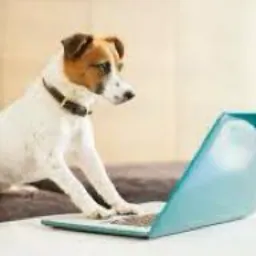 Grupo de Doação procura de perdidos Animais