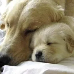 🐶🐾 ANJOS ANIMAIS 🐾🐶