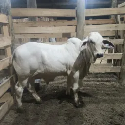 Brik do campo