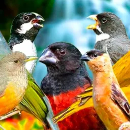 FEIRA DE CAJAZEIRAS AVES E GAIOLAS