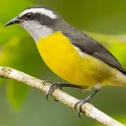 Vendas e trocas de sibites Paulista e Olinda