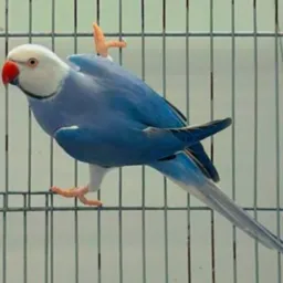PETS SÓ AVES MINAS 2