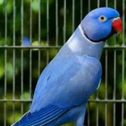 🦜PETS SÓ AVES MINAS 3 🦜