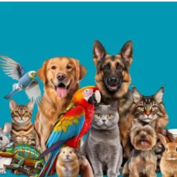 Venda e doações de animais 🐶