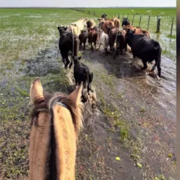 Animais e Seguimentos Pelotas/RS🐴🐓🐑🐄🐖