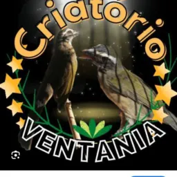 CRIATÓRIO VENTANIAS TRINCA-FERRO BAHIA SB SB 🎶🪺