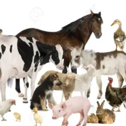 Compras e vendas de animais 🐰🐴🐮🪿🐦⬛🦆