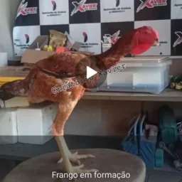 1️⃣4️⃣0️⃣MEGA RIFA CRIATÓRIO XAVIER APARECIDA DE  GOIÂNIA