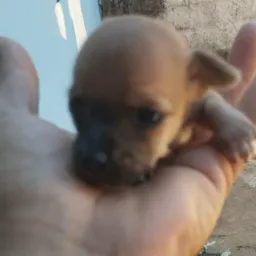 🥰🐻Pinchers x pinchers de Goiânia e do brasil😍