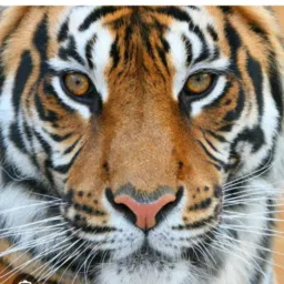 AMIGOS DA SORTE. JOGOU GANHOU 🐯🐯🐯