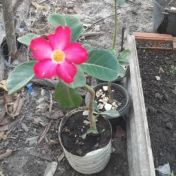 Ajuda o próximo faz bem pra alguém 😍