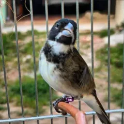 🪹 AVES COMPRAS E VENDAS 🪾