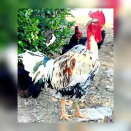 OLX VENDAS de animais etc