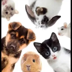 Whatsapp pets🐾 Luziânia