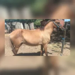 Rifa de uma égua