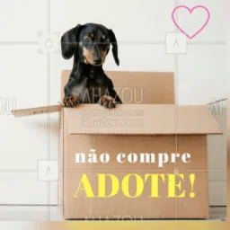 Doação e adoção pets Goiânia e região🐶🐱