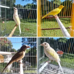 Catira e Venda d passaros