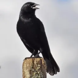 📱2📿Grupo💍 JP ⌚Aves e 🧢 Animais ⚒️