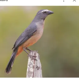 AVES JACAREPAGUÁ RJ