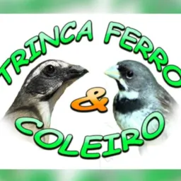 Brik de passarinho armazém e região