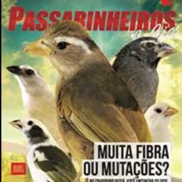 PASSARINHEIROS DO ROLO ✌️🕊️