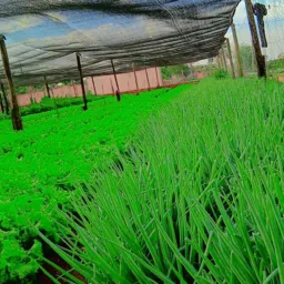 Horta Santa Amélia 🥬💚