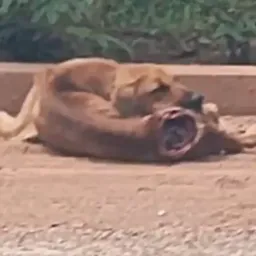ATROPELADA E DEIXADA NA ESTRADA