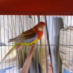 🤔🤔 AVES DO Rio DE JANEIRO DDD 21 🕊️