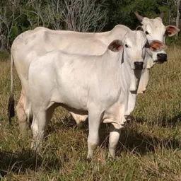 Grupão de vendas, garrotes, vacas bezerras