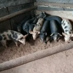 🐷SÓ LEITÃO🐖