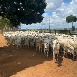 🇧🇷🐂COMPRA E VENDAS MT📍