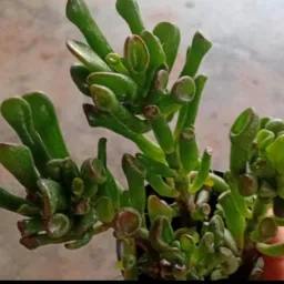 🌹🤝SFX.Vende-se ou Troca-se  Plantas.🌸